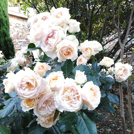 Antica Pietra